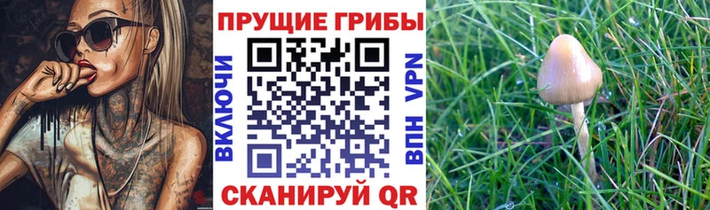 где купить наркотик  мега tor  Псилоцибиновые грибы мицелий  Качканар 